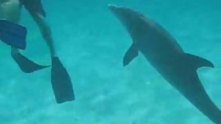 Swimming with a frisky dolphin